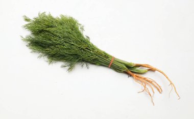Taze yeşil Dill (Anethum Graveolens L.) kökleri beyaz zemin üzerinde izole edilmiş. sağlıklı sebze konsepti