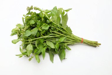 Bir demet taze çiğ Hairy Basil, Amerikan fesleğeni, limon fesleğeni (Ocimum Basilicum L.F. var. Yaprakların, beyaz arka planda izole edilmiş baharatlı bir yemek yapma zevki vardır. Sebze sağlığı kavramı