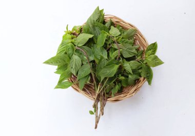 Taze taze taze taze fesleğen, Tayland fesleğeni (Ocimum Basilicum var. Thyrsiflora yaprakları, beyaz arka planda izole edilmiş ahşap tepsilerde yemek pişirmek için baharatlı bir tadı vardır. Sebze sağlığı kavramı