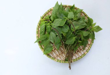 Taze taze taze taze fesleğen, Tayland fesleğeni (Ocimum Basilicum var. Thyrsiflora yaprakları, beyaz arka planda izole edilmiş ahşap tepsilerde yemek pişirmek için baharatlı bir tadı vardır. Sebze sağlığı kavramı