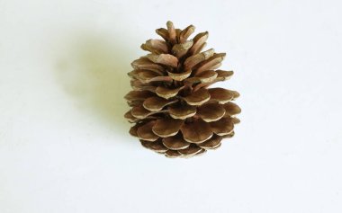 Kahverengi doğal çam kozalakları, sonbahar, doğa teması veya yeni yıl ve Noel tatili süslemeleri için uygun beyaz bir arkaplan dekoru üzerine dizilmiş.