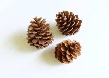 Kahverengi doğal çam kozalakları, sonbahar, doğa teması veya yeni yıl ve Noel tatili süslemeleri için uygun beyaz bir arkaplan dekoru üzerine dizilmiş.