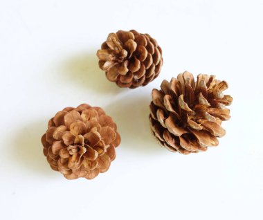 Kahverengi doğal çam kozalakları, sonbahar, doğa teması veya yeni yıl ve Noel tatili süslemeleri için uygun beyaz bir arkaplan dekoru üzerine dizilmiş.