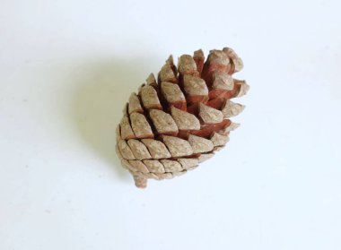 Kahverengi doğal çam kozalakları, sonbahar, doğa teması veya yeni yıl ve Noel tatili süslemeleri için uygun beyaz bir arkaplan dekoru üzerine dizilmiş.