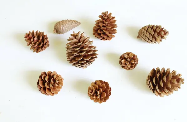 Kahverengi doğal çam kozalakları, sonbahar, doğa teması veya yeni yıl ve Noel tatili süslemeleri için uygun beyaz bir arkaplan dekoru üzerine dizilmiş.