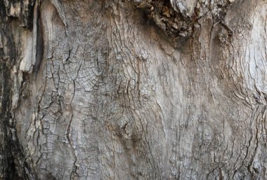 Siyah ve beyaz ağaç kabuğunun dokusuna yakın çekim. Detaylı ağaç kabuğu dokusu, doğal ahşap desenler ve pürüzlü yüzey. Metin için doğal bir zemin var..