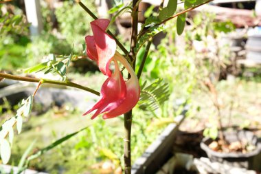 Sesbania Grandiflora kırmızısı, sabah güneş ışığı veya sebze sinekkuşu ile bahçede açan, Güneydoğu Asya ve Kuzey Avustralya 'da yetişen küçük bir bacaklı ağaçtır.. 