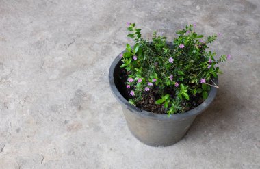 Elf Herb, Sahte Heather (Cuphea hyssopifolia Kunth) çimento zemindeki siyah plastik bir tencerede. Guatemala ve Mexico 'ya özgü küçük bir çalılıktır. Evi dekore etmek için kullanılabilir. Bahçe dekorasyonu
