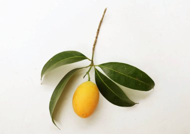 Taze olgun Marian erik mayogchid, Maprang Marian eriği ve erik mangosu (Bouea contraitifolia) ve beyaz zemin üzerinde yalıtılmış yapraklar. Tropik meyve Tayland ve sağlıklı 