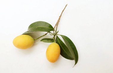 Taze olgun Marian erik mayogchid, Maprang Marian eriği ve erik mangosu (Bouea contraitifolia) ve beyaz zemin üzerinde yalıtılmış yapraklar. Tropik meyve Tayland ve sağlıklı 