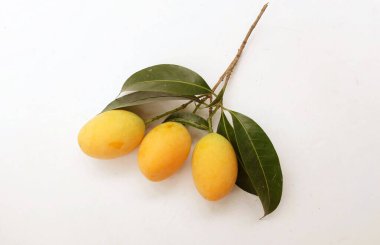 Taze olgun Marian erik mayogchid, Maprang Marian eriği ve erik mangosu (Bouea contraitifolia) ve beyaz zemin üzerinde yalıtılmış yapraklar. Tropik meyve Tayland ve sağlıklı 