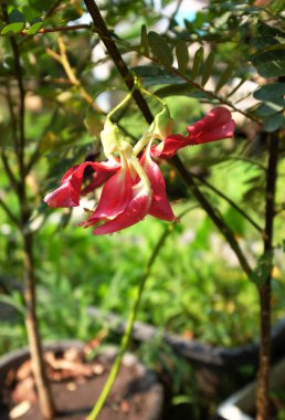 Güzel bir çiçek kırmızısı yakın bahçedeki ağaç. Sesbania grandiflora (L.), Agasta, Sesban, sesbania yaygın olarak sebze sinekkuşu olarak bilinir bahçıvanların ellerinde