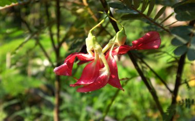 Güzel bir çiçek kırmızısı yakın bahçedeki ağaç. Sesbania grandiflora (L.), Agasta, Sesban, sesbania yaygın olarak sebze sinekkuşu olarak bilinir bahçıvanların ellerinde