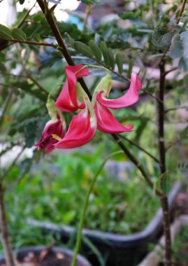 Güzel bir çiçek kırmızısı yakın bahçedeki ağaç. Sesbania grandiflora (L.), Agasta, Sesban, sesbania yaygın olarak sebze sinekkuşu olarak bilinir bahçıvanların ellerinde