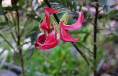 Güzel bir çiçek kırmızısı yakın bahçedeki ağaç. Sesbania grandiflora (L.), Agasta, Sesban, sesbania yaygın olarak sebze sinekkuşu olarak bilinir bahçıvanların ellerinde