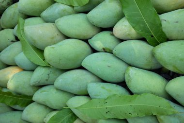 yakın çekim ve desen taze organik Barakuda Mango, Nam Dok Mai, Altın Mango, Sarı Mango (Mangifera indica Linn). Mango meyvesi. Tayland 'da tropik meyve