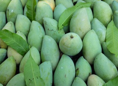 yakın çekim ve desen taze organik Barakuda Mango, Nam Dok Mai, Altın Mango, Sarı Mango (Mangifera indica Linn). Mango meyvesi. Tayland 'da tropik meyve