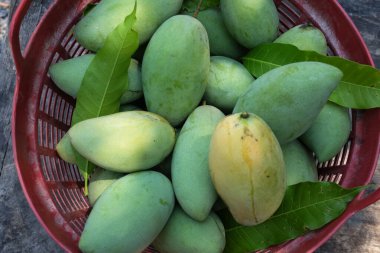 Taze organik Barakuda Mango, Nam Dok Mai, Altın Mango, Sarı Mango (Mangifera indica Linn). Plastik bir sepetin içindeki mango meyveleri yere saçılmış. Tayland 'da tropik meyve