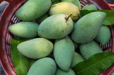 Taze organik Barakuda Mango, Nam Dok Mai, Altın Mango, Sarı Mango (Mangifera indica Linn). Plastik bir sepetin içindeki mango meyveleri yere saçılmış. Tayland 'da tropik meyve