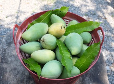 Taze organik Barakuda Mango, Nam Dok Mai, Altın Mango, Sarı Mango (Mangifera indica Linn). Plastik bir sepetin içindeki mango meyveleri yere saçılmış. Tayland 'da tropik meyve