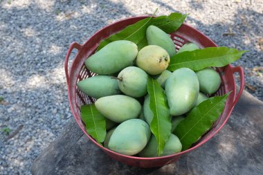 Taze organik Barakuda Mango, Nam Dok Mai, Altın Mango, Sarı Mango (Mangifera indica Linn). Plastik bir sepetin içindeki mango meyveleri yere saçılmış. Tayland 'da tropik meyve