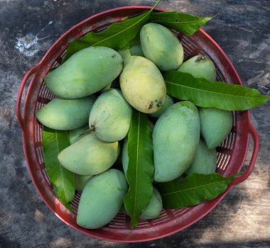 Taze organik Barakuda Mango, Nam Dok Mai, Altın Mango, Sarı Mango (Mangifera indica Linn). Plastik bir sepetin içindeki mango meyveleri yere saçılmış. Tayland 'da tropik meyve