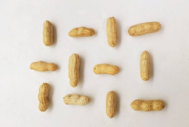 Organik fıstık, kabuklu ve haşlanmış fıstık, amendoim cozido, serpe, nordeste, Brazil (Arachis hipogaea L.) beyaz bir sırt deliğinde izole edilir.