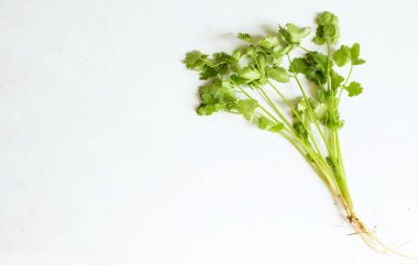 yakın ve düz uzanmış kişniş, (Coriandrum sativum) beyaz arka planda taze yeşil sebzeler