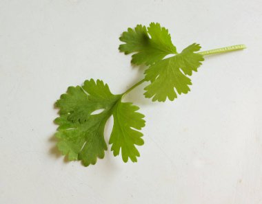 yakın ve düz uzanmış kişniş, (Coriandrum sativum) beyaz arka planda taze yeşil sebzeler