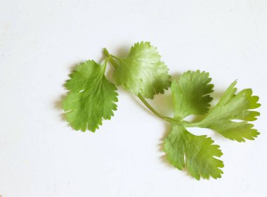 yakın ve düz uzanmış kişniş, (Coriandrum sativum) beyaz arka planda taze yeşil sebzeler