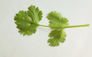 yakın ve düz uzanmış kişniş, (Coriandrum sativum) beyaz arka planda taze yeşil sebzeler