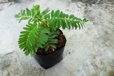 Genç (Sesbania grandiflora (L) Pers. ), sesbania grandiflora flower, uğuldayan kuş, beyaz çiçekler, Agasta, Sesban beyaz ejderha ağacı, Flamingo gaga ağacı, bunga turi ağacı çimento zeminde plastik torbalar içinde.
