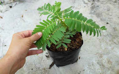Genç (Sesbania grandiflora (L) Pers. ), sesbania grandiflora flower, uğuldayan kuş, beyaz çiçekler, Agasta, Sesban beyaz ejderha ağacı, Flamingo gagası, bunga turi ağacı Asyalı kadınların ellerinde