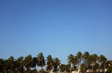 Tropik tropikal palmiye ağaçları, tropik Tayland 'da hindistan cevizi palmiyesi ağaçları mavi gökyüzü ve soyut beyaz bulutlar. Yaz tatili ve iş seyahati konseptini kopyala