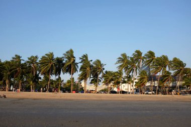Tropik tropikal palmiye ağaçları, tropik Tayland 'da hindistan cevizi palmiyesi ağaçları mavi gökyüzü ve soyut beyaz bulutlar. Yaz tatili ve iş seyahati konseptini kopyala