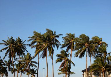 Tropik tropikal palmiye ağaçları, tropik Tayland 'da hindistan cevizi palmiyesi ağaçları mavi gökyüzü ve soyut beyaz bulutlar. Yaz tatili ve iş seyahati konseptini kopyala