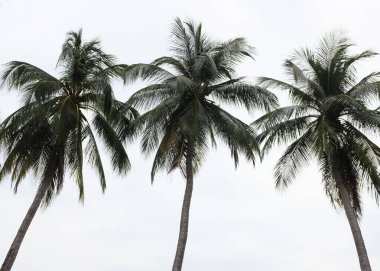 Tropik tropikal palmiye ağaçları, tropik Tayland 'da hindistan cevizi palmiyesi ağaçları mavi gökyüzü ve soyut beyaz bulutlar. Yaz tatili ve iş seyahati konseptini kopyala