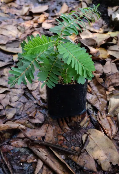 Genç (Sesbania grandiflora (L) Pers. ), sesbania grandiflora flower, uğultulu kuş, beyaz çiçekler, Agasta, Sesban beyaz ejderha ağacı, Flamingo gaga ağacı, bunga turi ağacı Topraktaki saksılarda