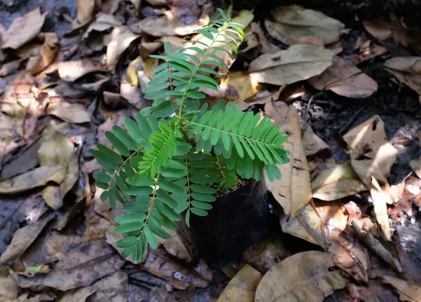 Genç (Sesbania grandiflora (L) Pers. ), sesbania grandiflora flower, uğultulu kuş, beyaz çiçekler, Agasta, Sesban beyaz ejderha ağacı, Flamingo gaga ağacı, bunga turi ağacı Topraktaki saksılarda