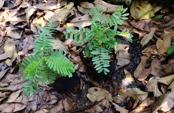 Genç (Sesbania grandiflora (L) Pers. ), sesbania grandiflora flower, uğultulu kuş, beyaz çiçekler, Agasta, Sesban beyaz ejderha ağacı, Flamingo gaga ağacı, bunga turi ağacı Topraktaki saksılarda