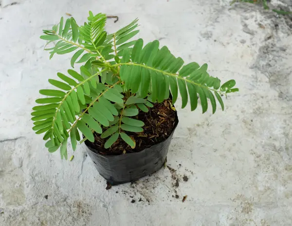 Genç (Sesbania grandiflora (L) Pers. ), sesbania grandiflora flower, uğuldayan kuş, beyaz çiçekler, Agasta, Sesban beyaz ejderha ağacı, Flamingo gaga ağacı, bunga turi ağacı çimento zeminde plastik torbalar içinde.