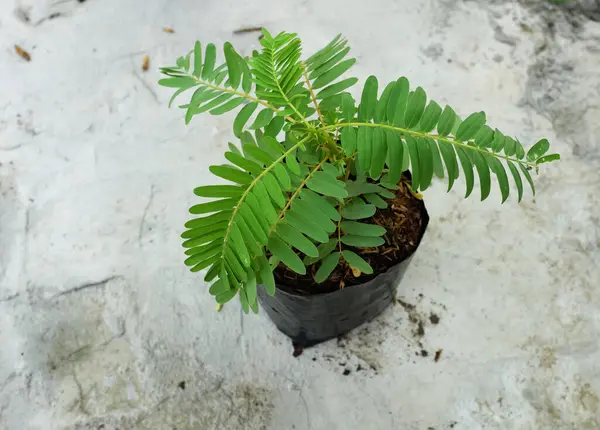 Genç (Sesbania grandiflora (L) Pers. ), sesbania grandiflora flower, uğuldayan kuş, beyaz çiçekler, Agasta, Sesban beyaz ejderha ağacı, Flamingo gaga ağacı, bunga turi ağacı çimento zeminde plastik torbalar içinde.