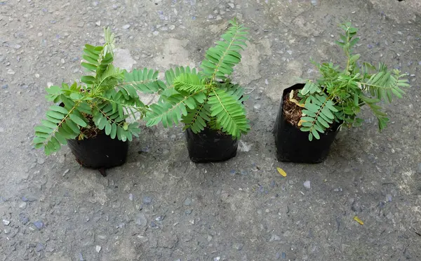 Genç (Sesbania grandiflora (L) Pers. ), sesbania grandiflora flower, uğuldayan kuş, beyaz çiçekler, Agasta, Sesban beyaz ejderha ağacı, Flamingo gaga ağacı, bunga turi ağacı çimento zeminde plastik torbalar içinde.