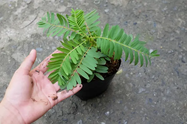 Genç (Sesbania grandiflora (L) Pers. ), sesbania grandiflora flower, uğuldayan kuş, beyaz çiçekler, Agasta, Sesban beyaz ejderha ağacı, Flamingo gagası, bunga turi ağacı Asyalı kadınların ellerinde