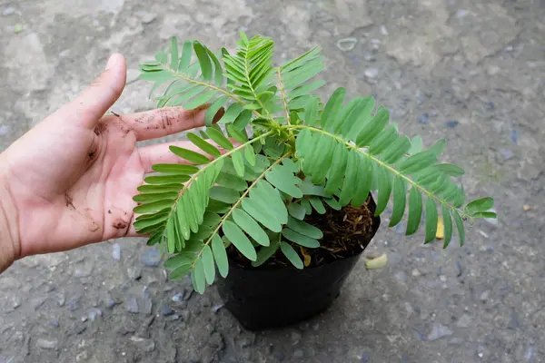 Genç (Sesbania grandiflora (L) Pers. ), sesbania grandiflora flower, uğuldayan kuş, beyaz çiçekler, Agasta, Sesban beyaz ejderha ağacı, Flamingo gagası, bunga turi ağacı Asyalı kadınların ellerinde