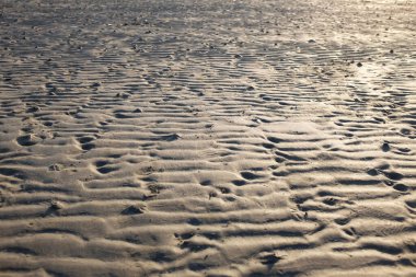 Sahilde bir sürü küçük delik var. Küçük bir hayalet yengeci olacak, yaşayan kabuklu deniz hayvanları plajlar boyunca bulunabilirler.