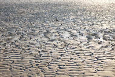 Sahilde bir sürü küçük delik var. Küçük bir hayalet yengeci olacak, yaşayan kabuklu deniz hayvanları plajlar boyunca bulunabilirler.