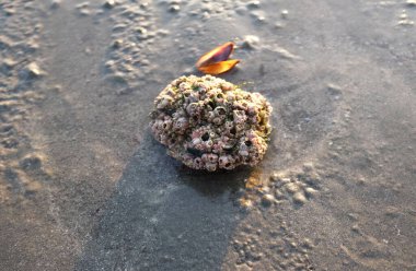 Rock Barnacle (Balanus sp) ile kaplı kayanın tepesini kapatın. Alçak suların sahilinde