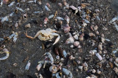 Boş, kirli, ölü bir yengeci yakın plan kumsalda ölü midyeler. Çevre kirliliği, Dünya günü, ekolojik sorunlar, gezegeni koruma, doğa koruma, deniz kirliliği.