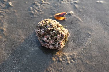 Rock Barnacle (Balanus sp) ile kaplı kayanın tepesini kapatın. Alçak suların sahilinde
